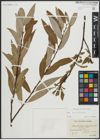 Foto von Salix alba L. x Salix fragilis L.